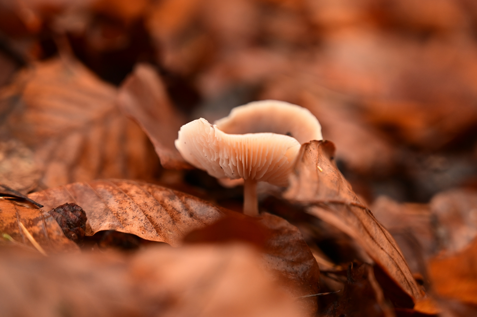 auf dem herbstlichen Waldboden