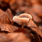 auf dem herbstlichen Waldboden