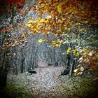 Auf dem Herbstwaldweg.