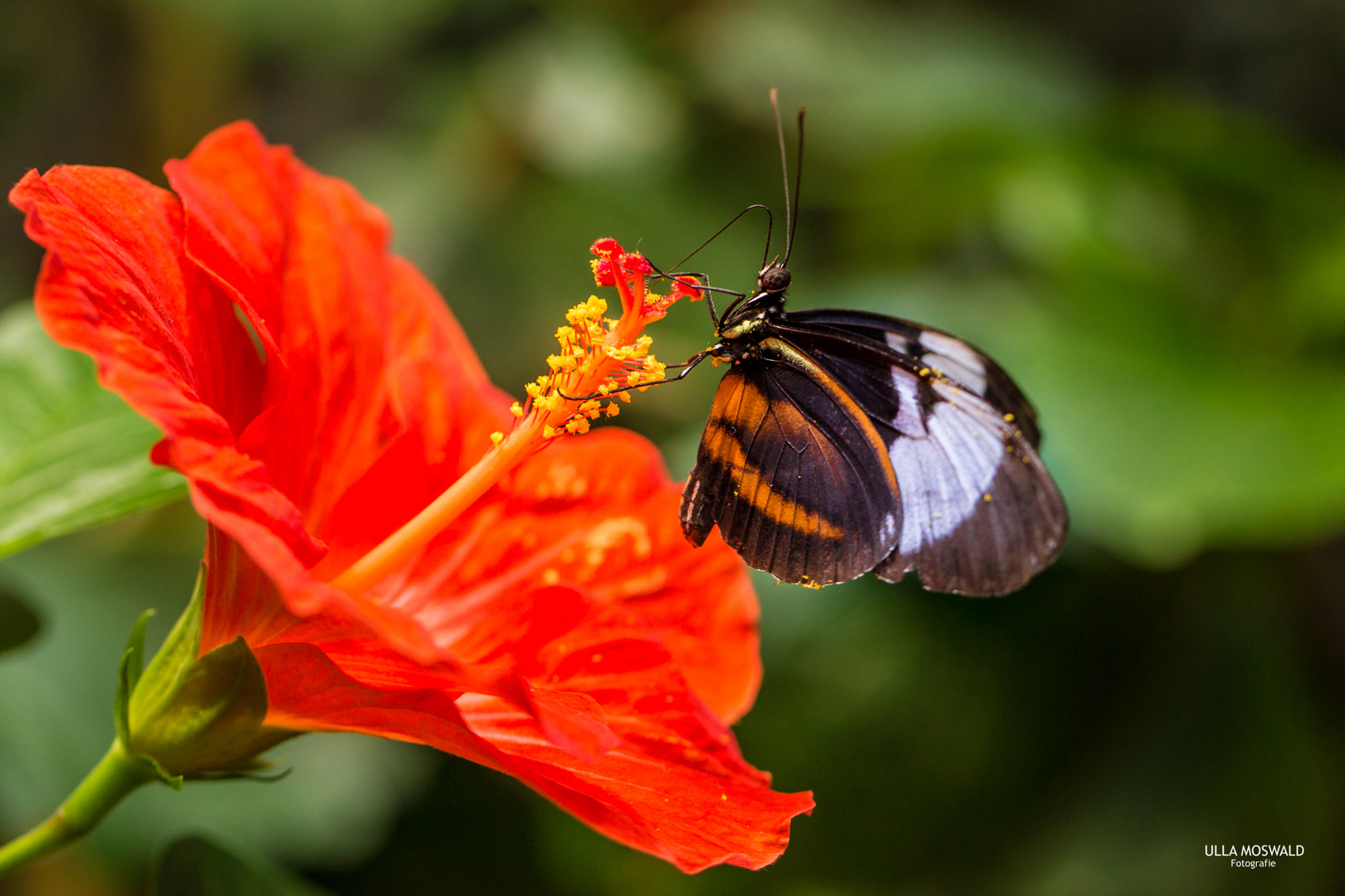 ....auf dem Hibiskus...