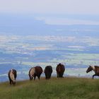 Auf dem hinteren Hörnle bei Bad Kohlgrub