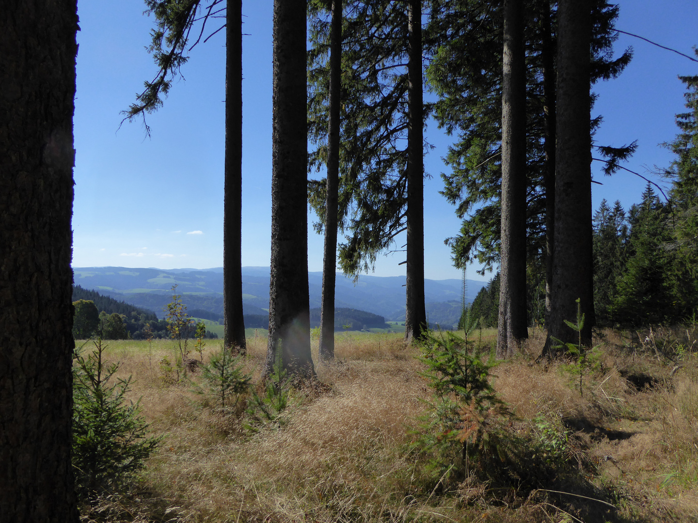 Auf dem Höhenweg von St. Märgen nach St. Peter 2