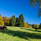 Auf dem Höhlmühlen-Rundweg (5)