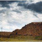 auf dem Holz-Weg