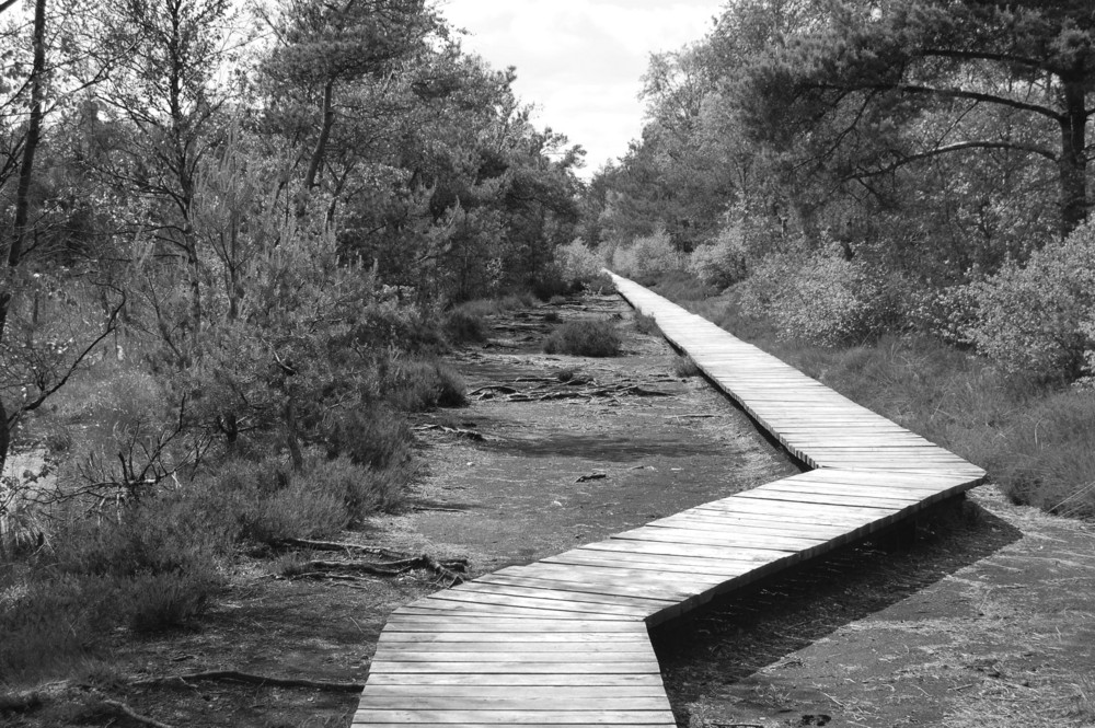 auf dem "Holz"-Weg sein!