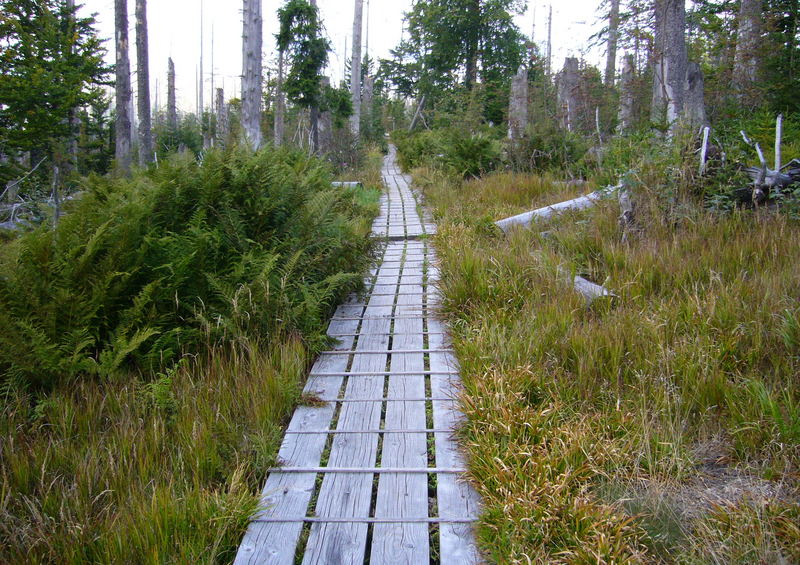 Auf dem Holzweg