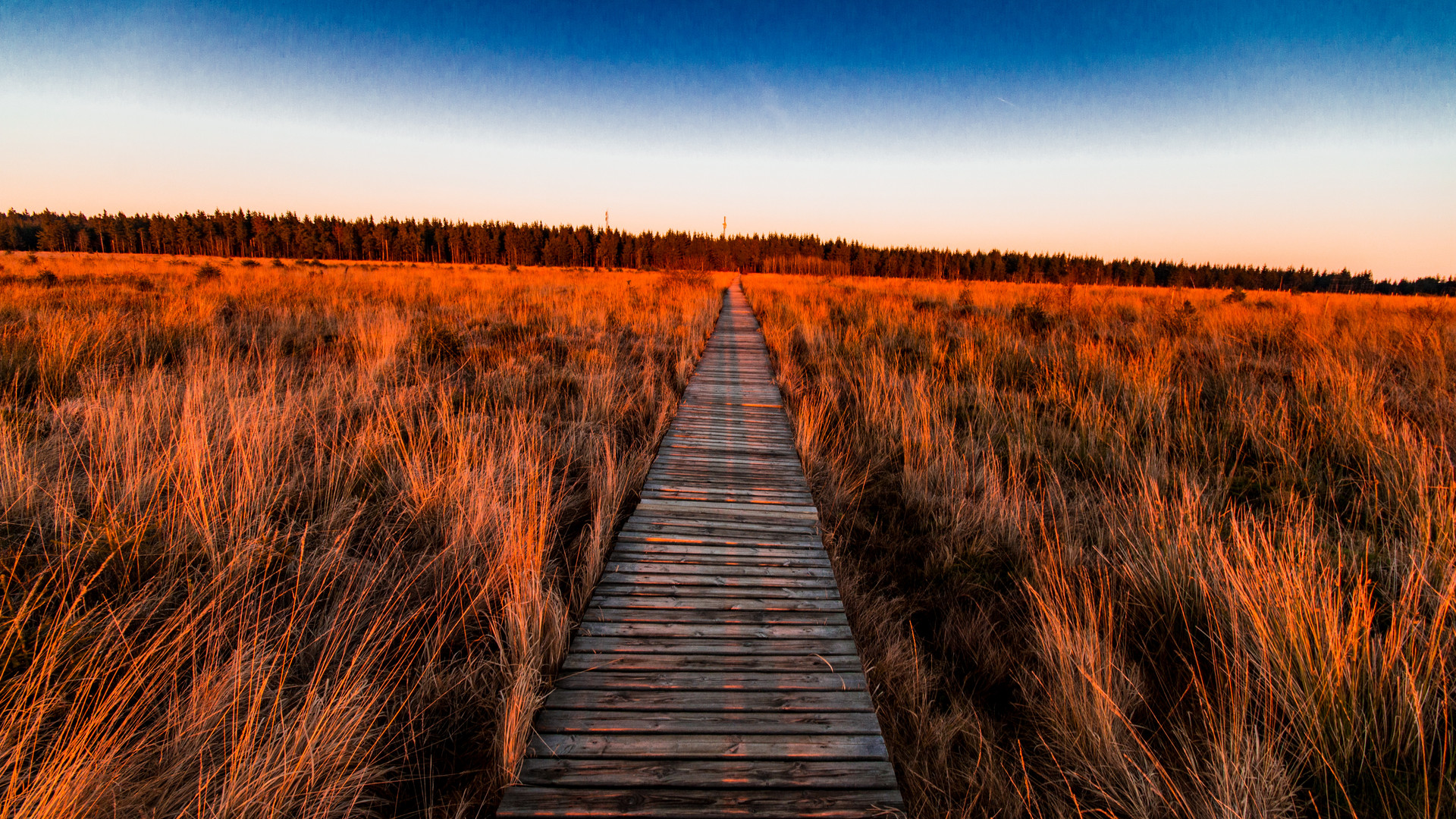 auf dem Holzweg Foto &amp; Bild europe, benelux, landschaft