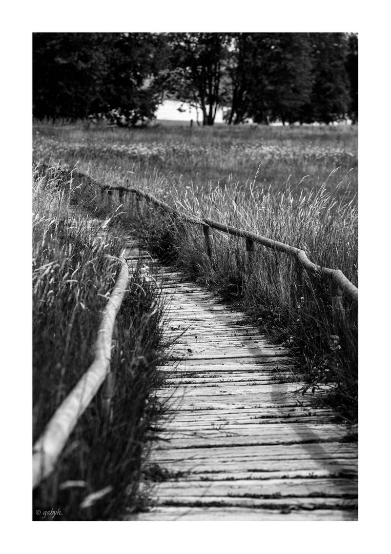 Auf dem Holzweg