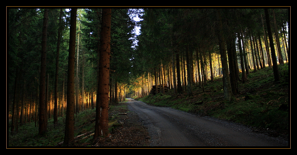 auf dem Holzweg