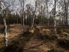 Auf dem Holzweg