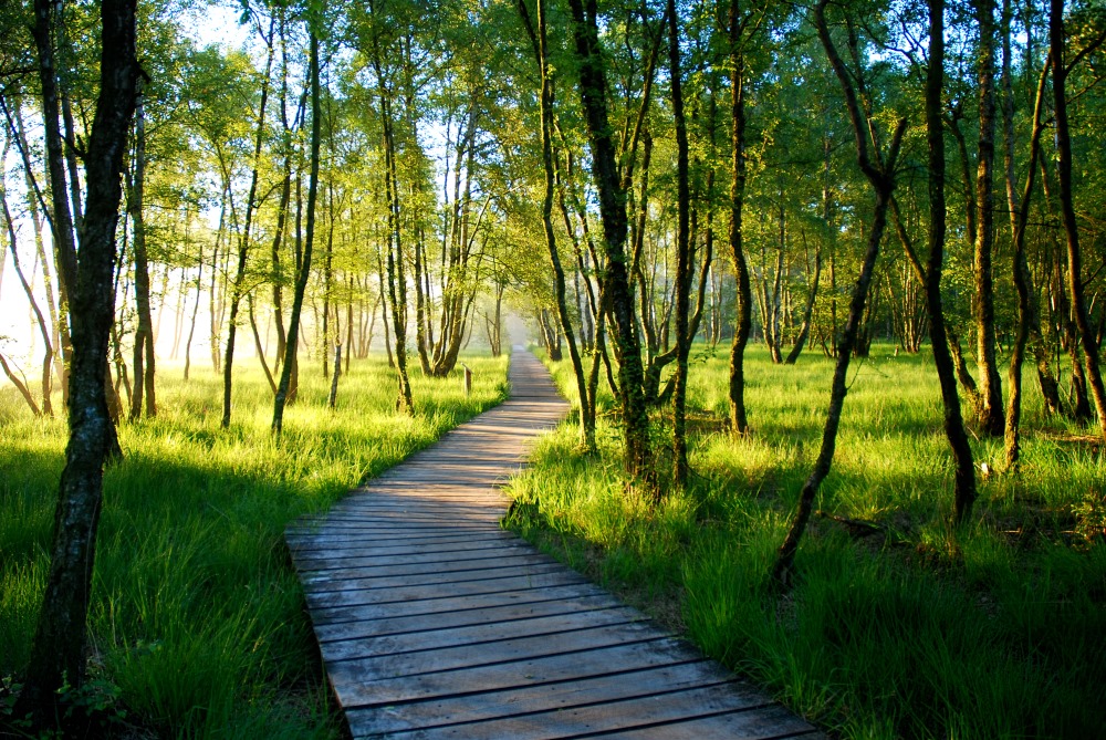 auf dem Holzweg