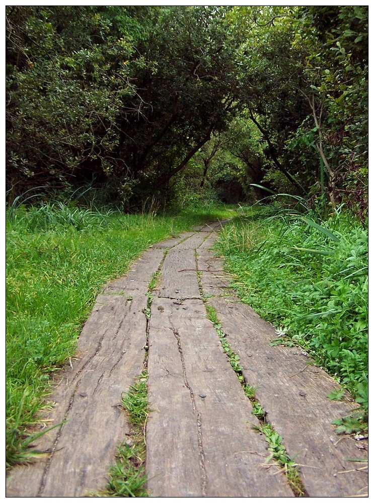 Auf dem Holzweg ...