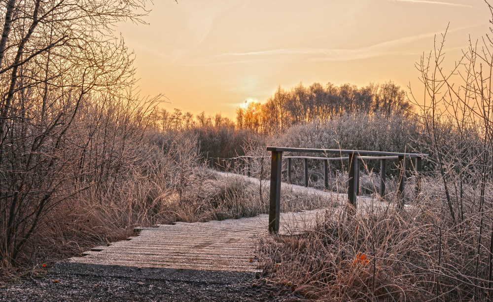 Auf dem Holzweg