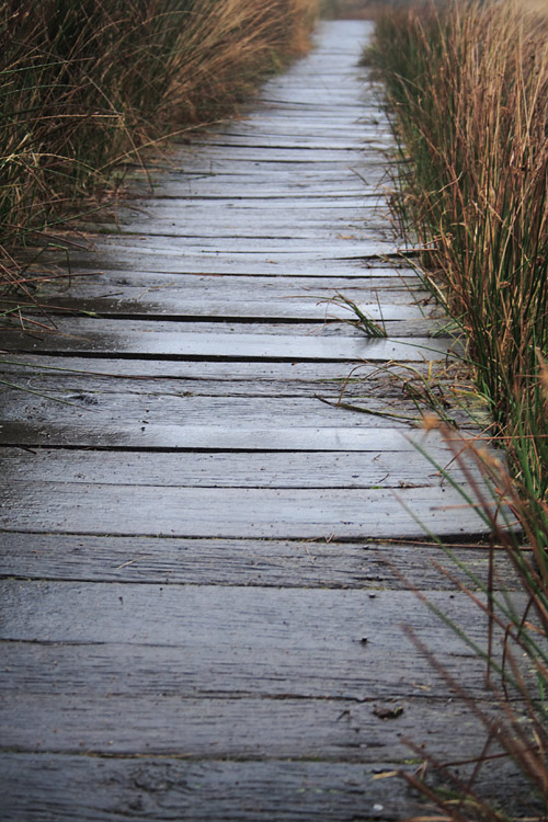 Auf dem Holzweg