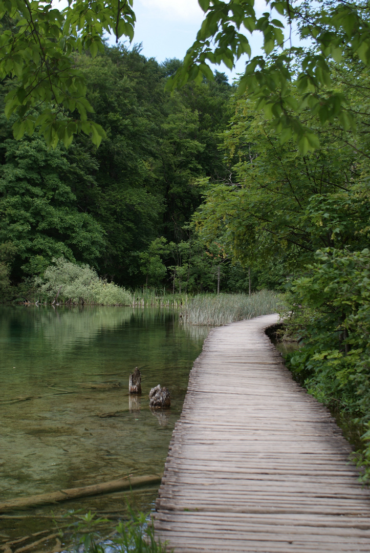 Auf dem Holzweg