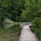 Auf dem Holzweg