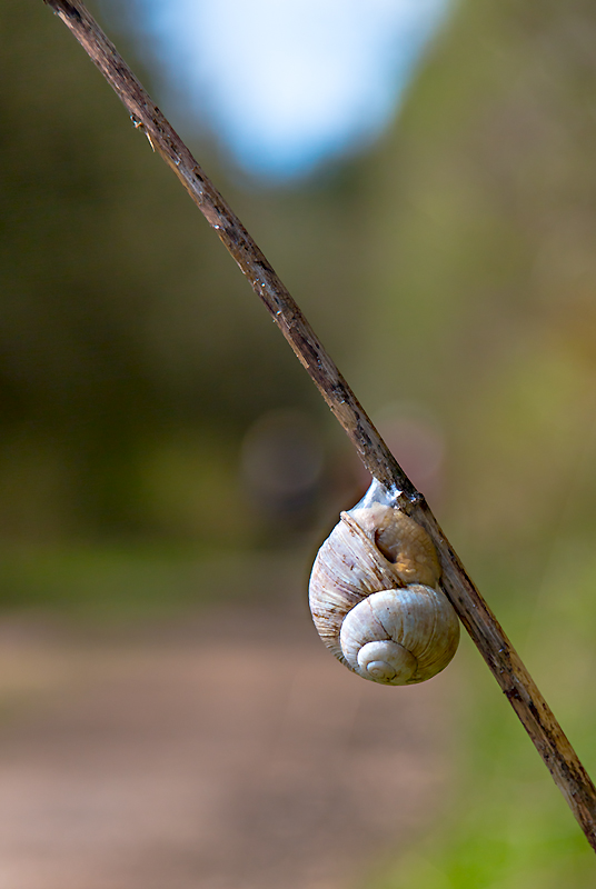 auf dem Holzweg