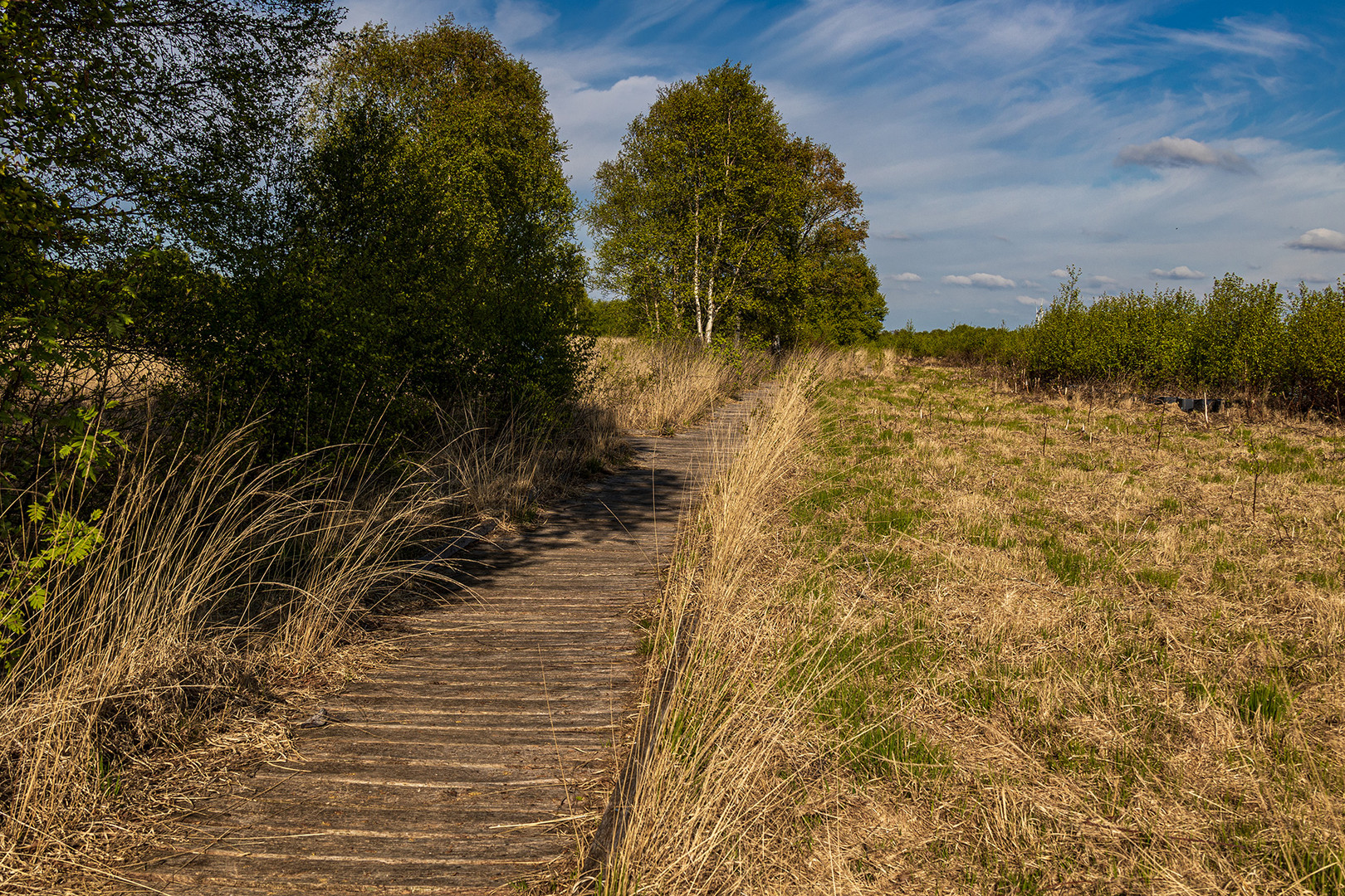 Auf dem Holzweg