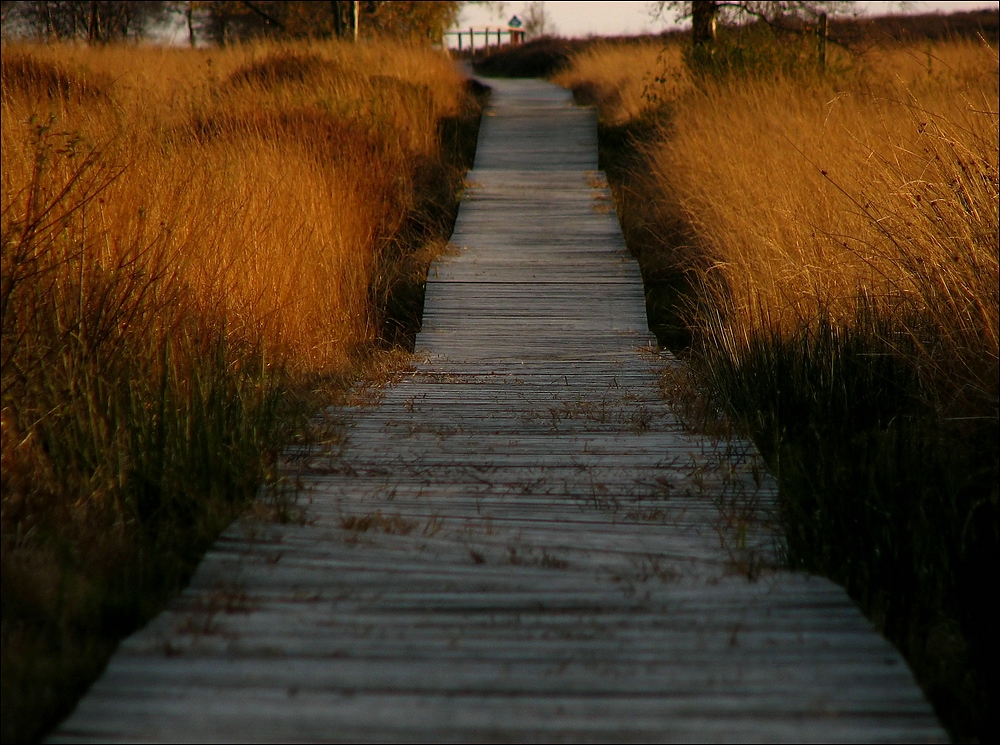 Auf dem Holzweg...