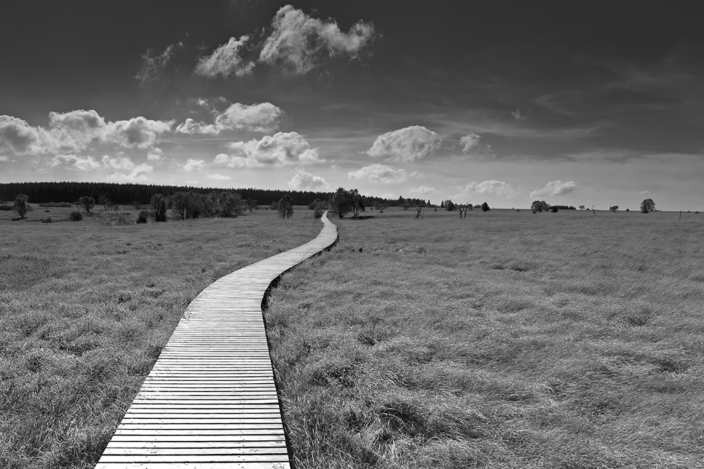 auf dem Holzweg