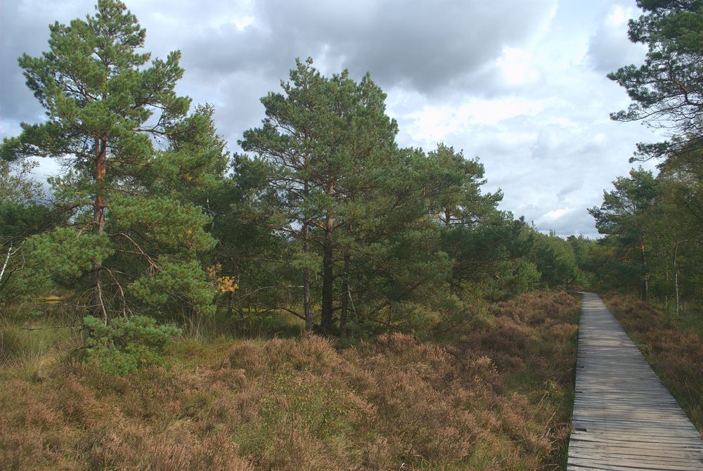 Auf dem Holzweg