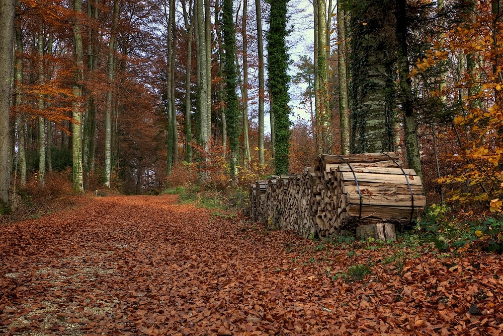 'Auf dem Holzweg'...