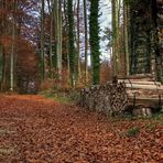 'Auf dem Holzweg'...