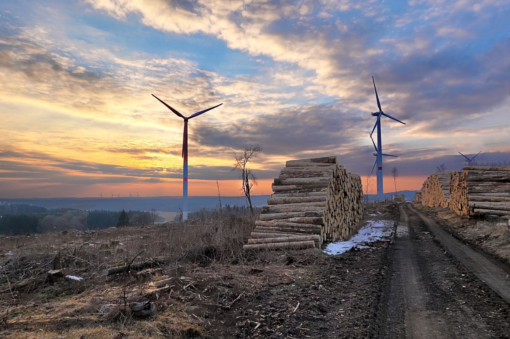 Auf dem Holzweg