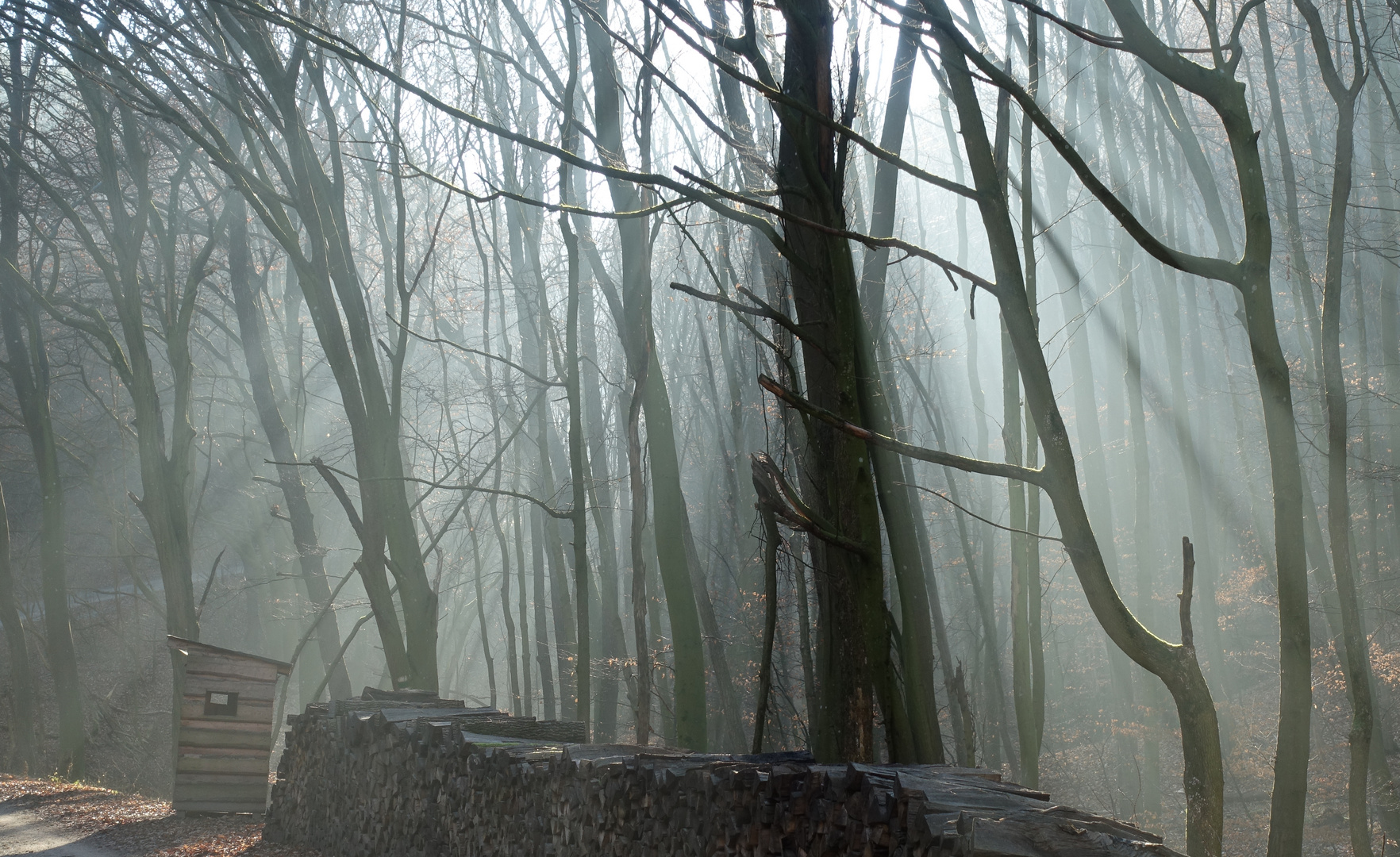 auf dem Holzweg