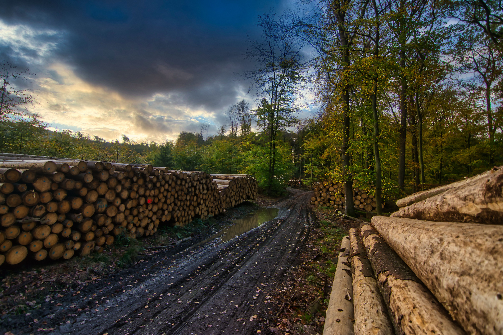 Auf dem Holzweg?