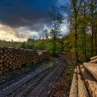 Auf dem Holzweg?