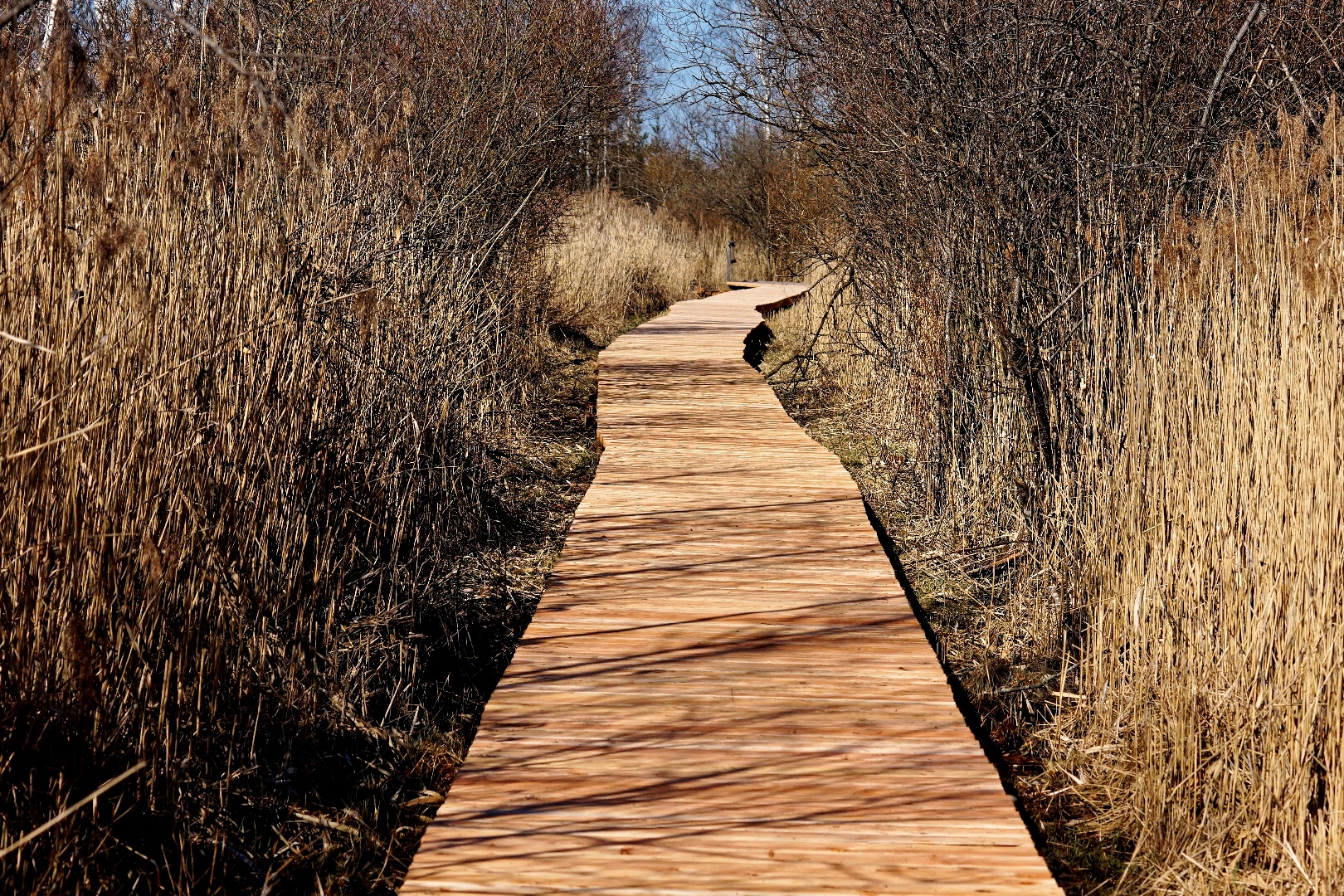 Auf dem Holzweg