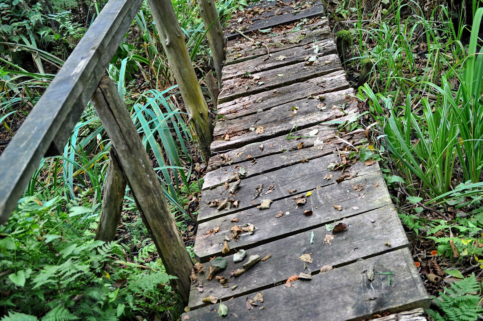 Auf dem Holzweg