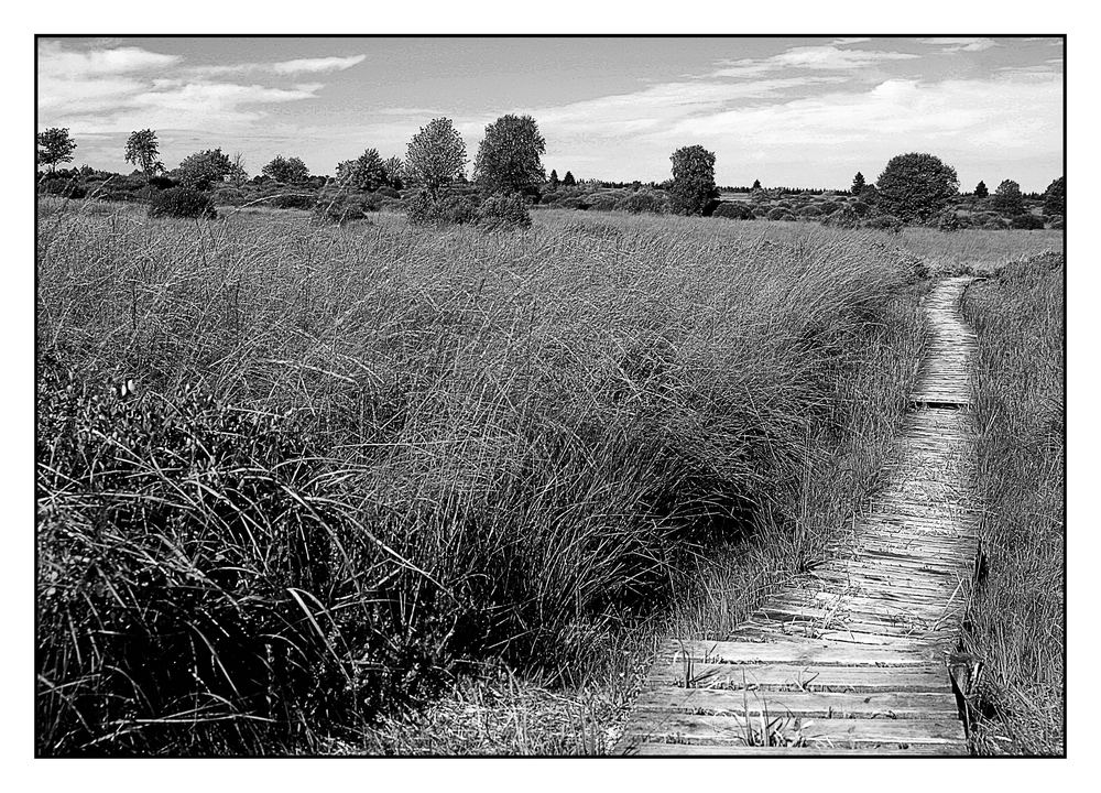 Auf dem Holzweg ...