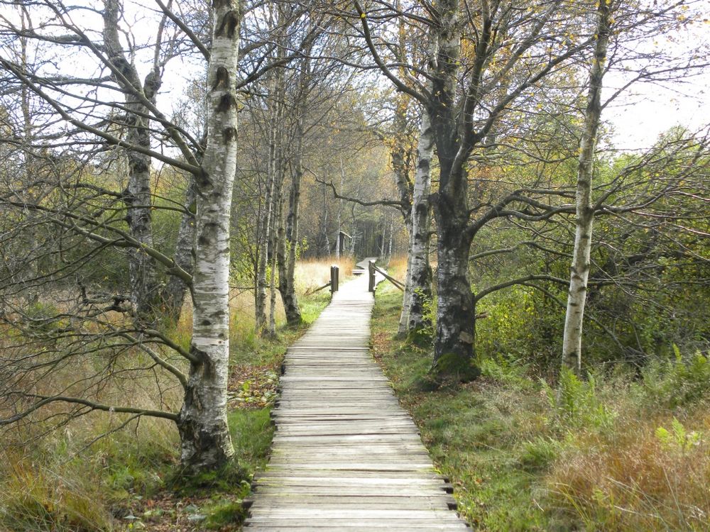 Auf dem Holzweg von Klaus Gemander 