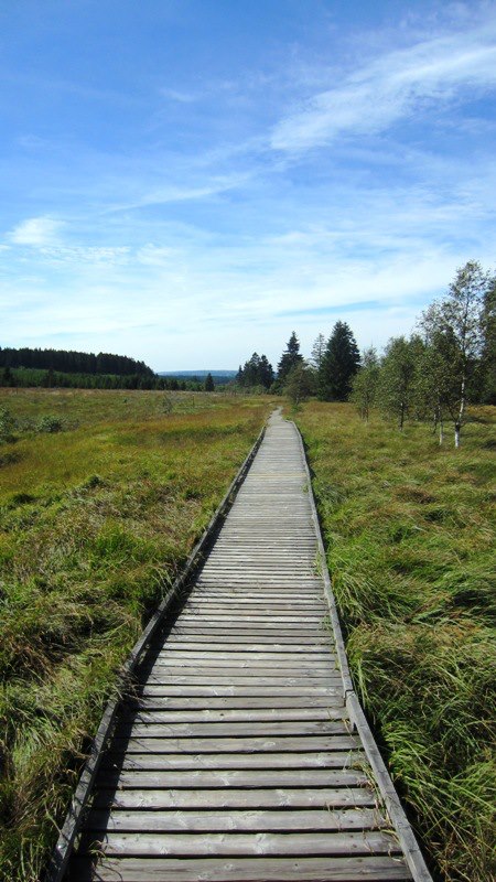 auf dem HOLZweg