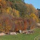 auf dem Holzweg