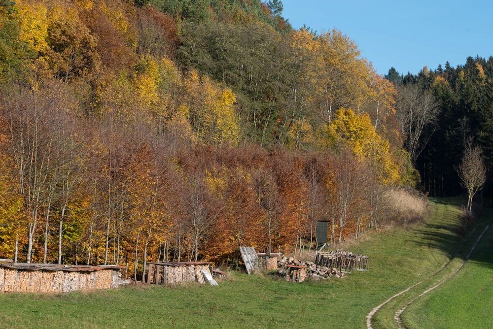 auf dem Holzweg