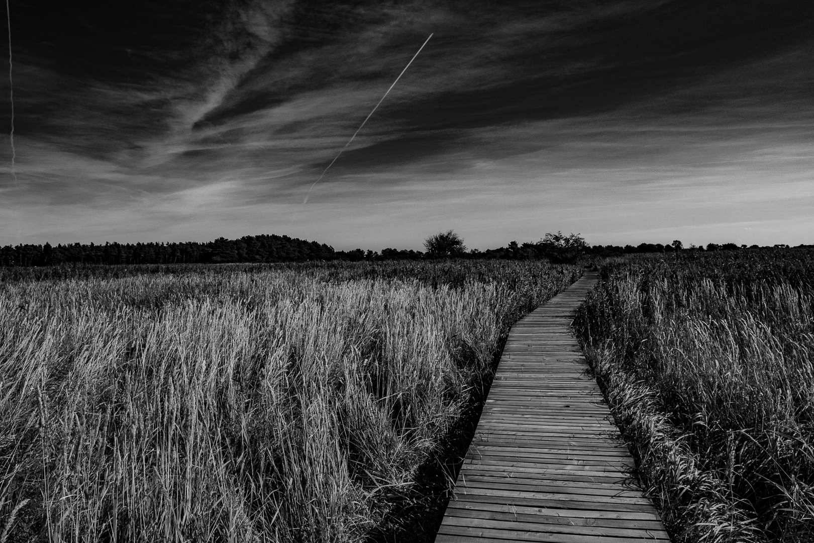 Auf dem Holzweg