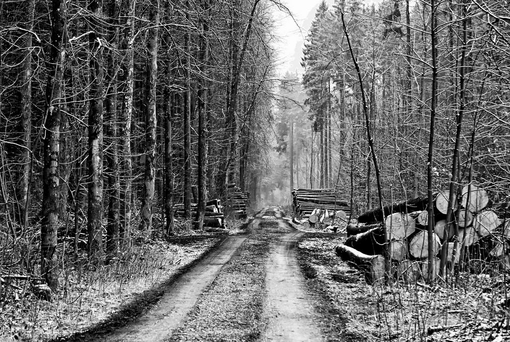 Auf dem Holzweg