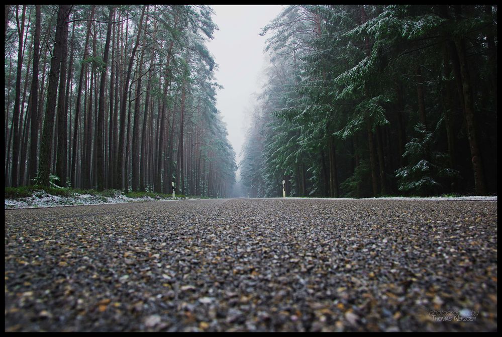 auf dem Holzweg