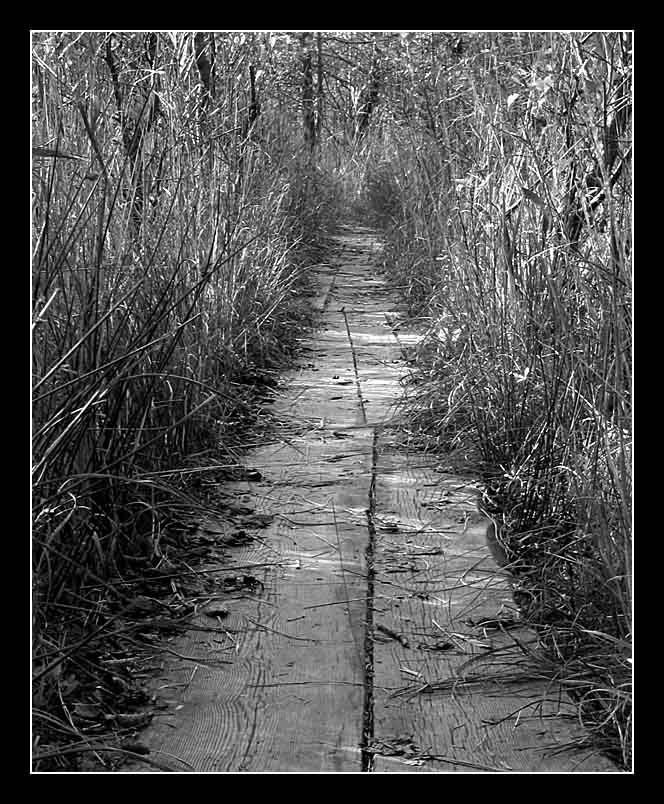 auf dem Holzweg...