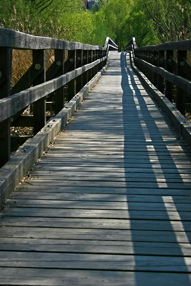 Auf dem Holzweg