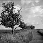 Auf dem Holzweg