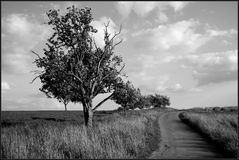 Auf dem Holzweg