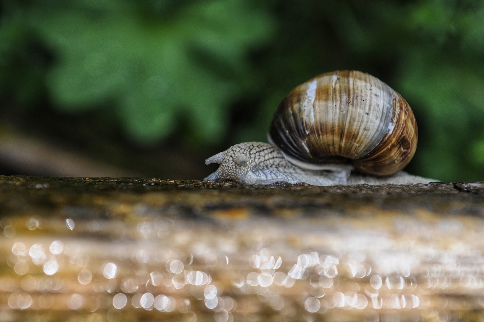 Auf dem Holzweg