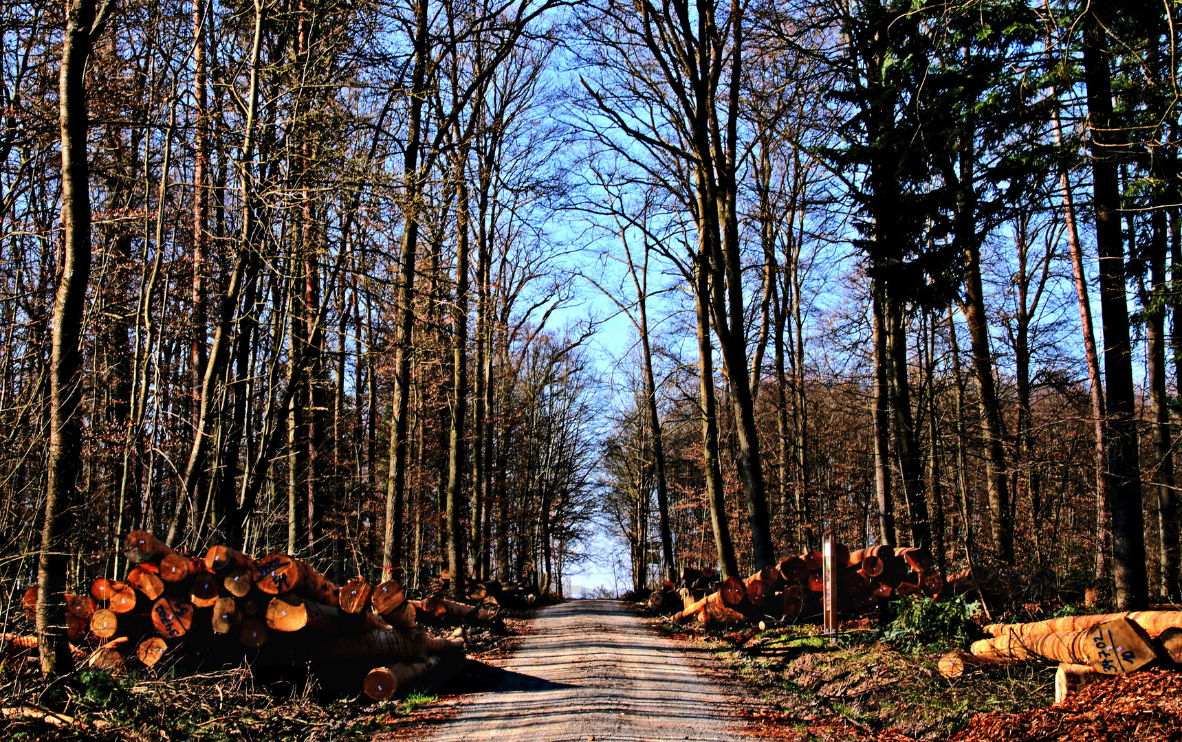 Auf dem Holzweg