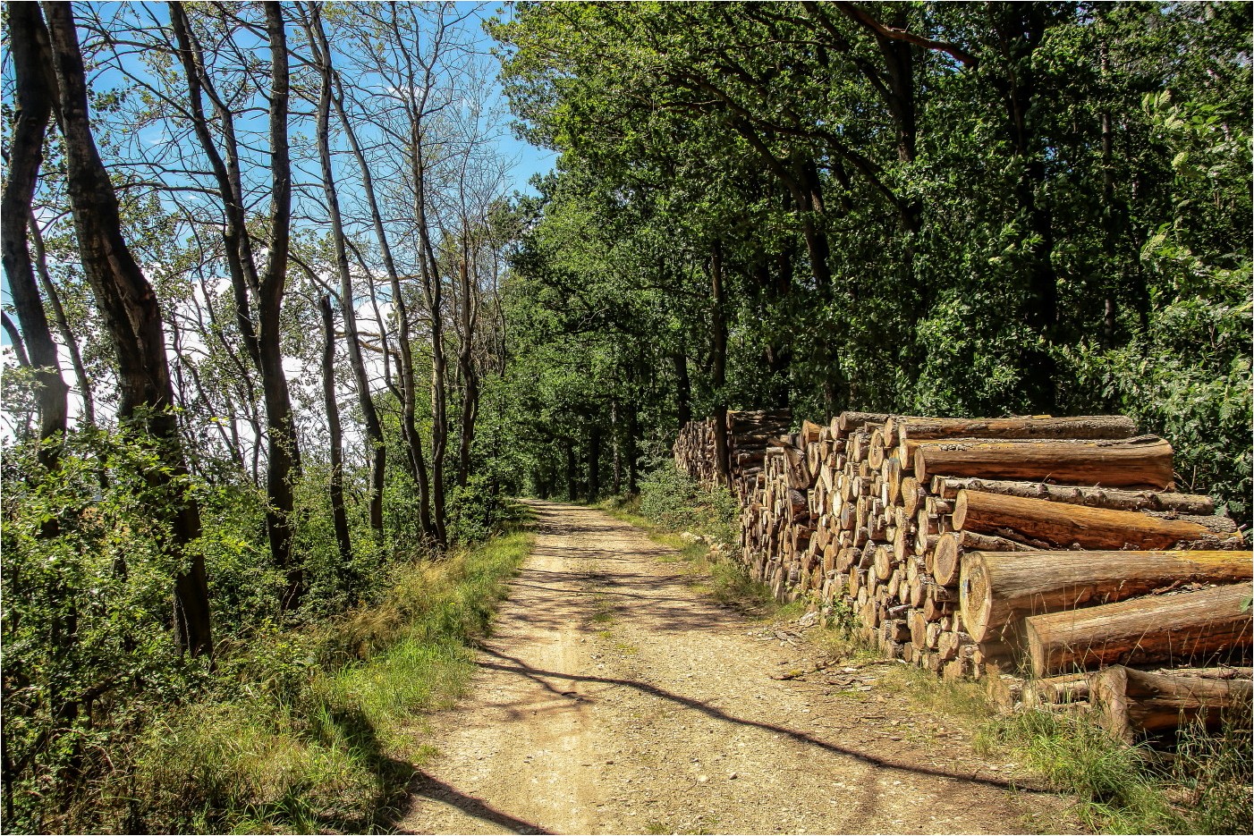 Auf dem Holzweg Foto &amp; Bild art, sommer, bäume Bilder