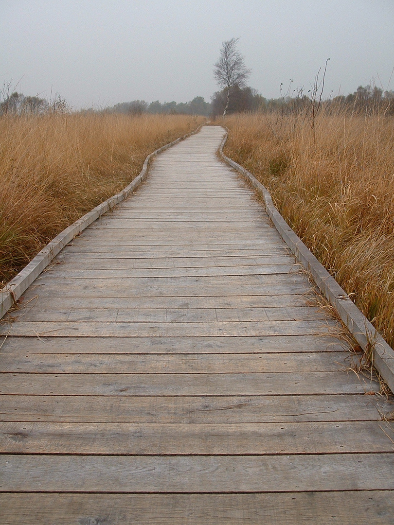 Auf dem Holzweg