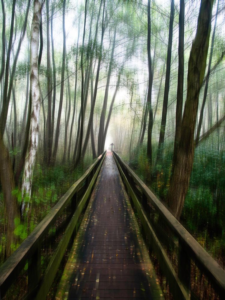 Auf dem Holzweg